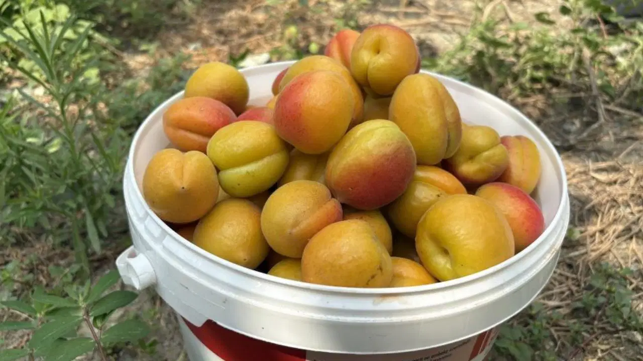 Ziraat Mühendisi Tavsiyesiyle Dikilen Orange Ruby Kayısıları Ağaç Başına 250-300 Kg Verim Sağlıyor